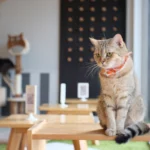 Cat Cafe Singapore Cover Image