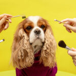 pet grooming singapore