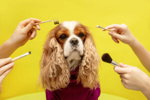 pet grooming singapore