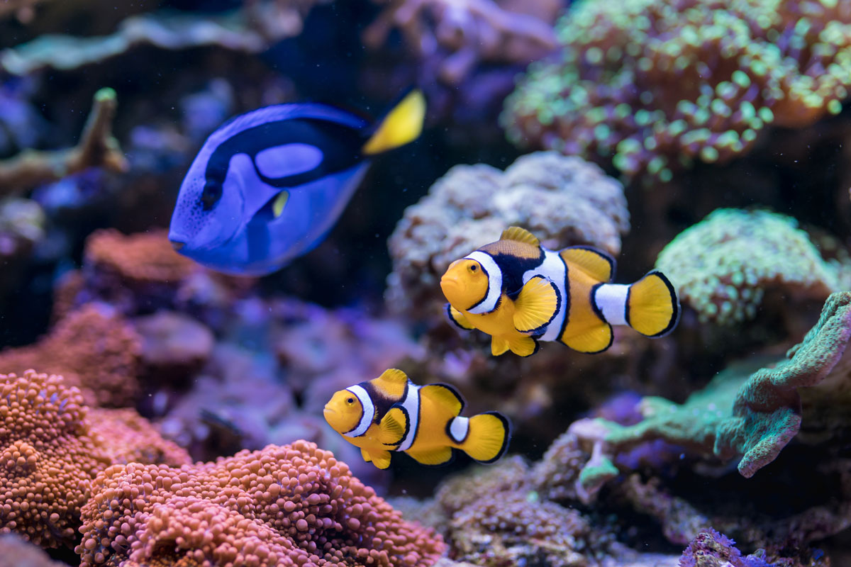 8 Best Places to Buy Fish Tanks in Singapore | EPOS POS System