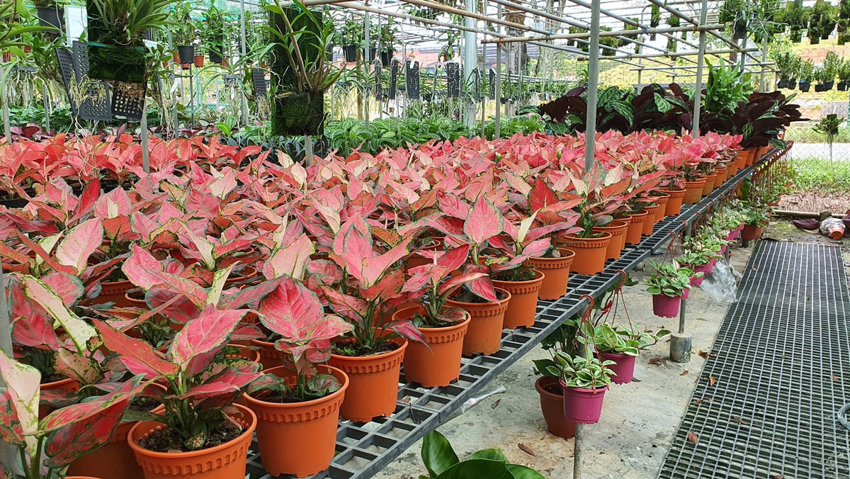 13 Best Plant Nurseries In Singapore To Help Brighten Your Day EPOS