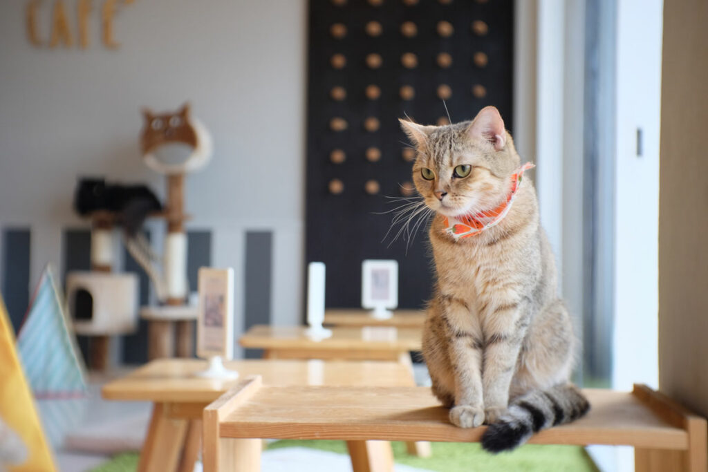 Cat Cafe Singapore Cover Image