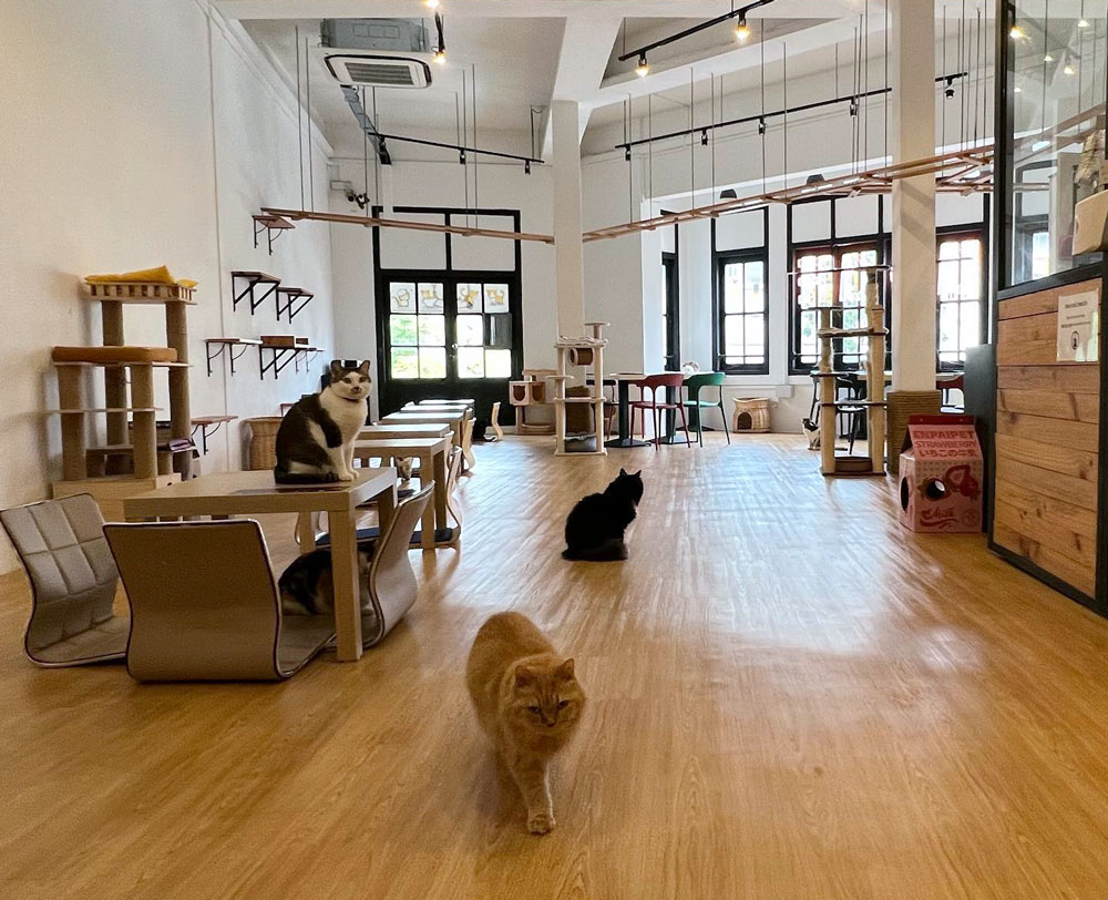 The Cat Cafe Singapore