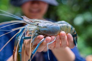 Best Places for Prawning in Singapore - Prawning Singapore