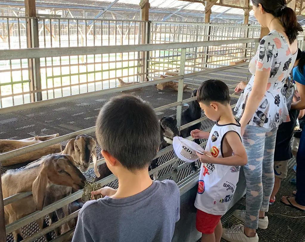 Have Fun With Animals at Hay Dairies - School Holiday Singapore